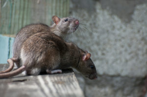 pest control - rodents
